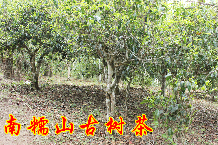 普洱茶