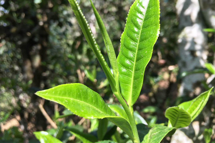 普洱茶
