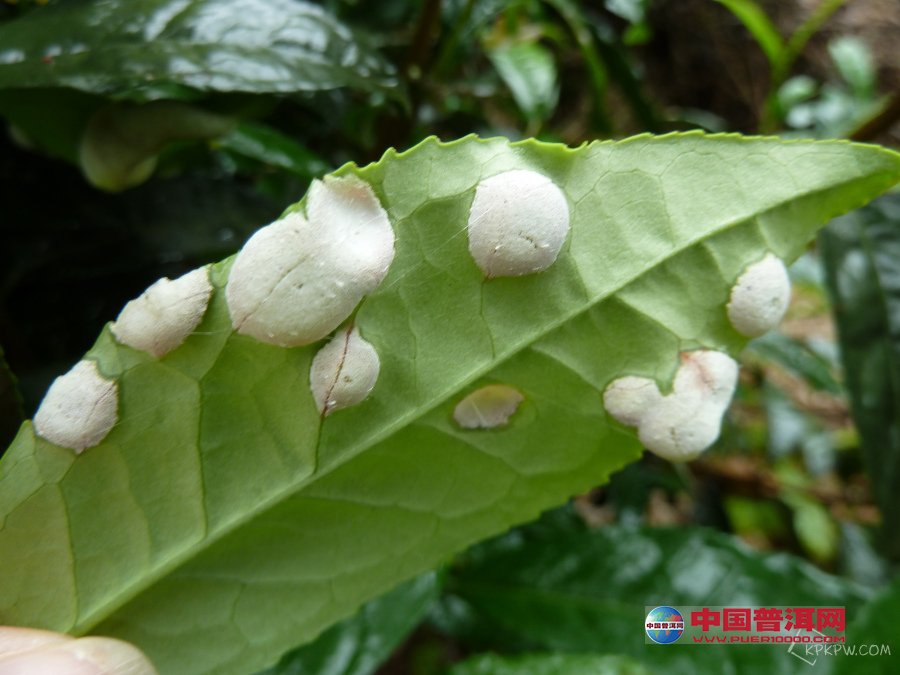 茶知识
