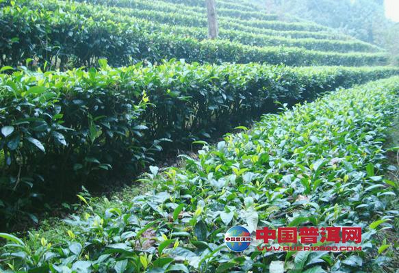 的五要素之注重服务礼仪,接待好每一位顾客-营