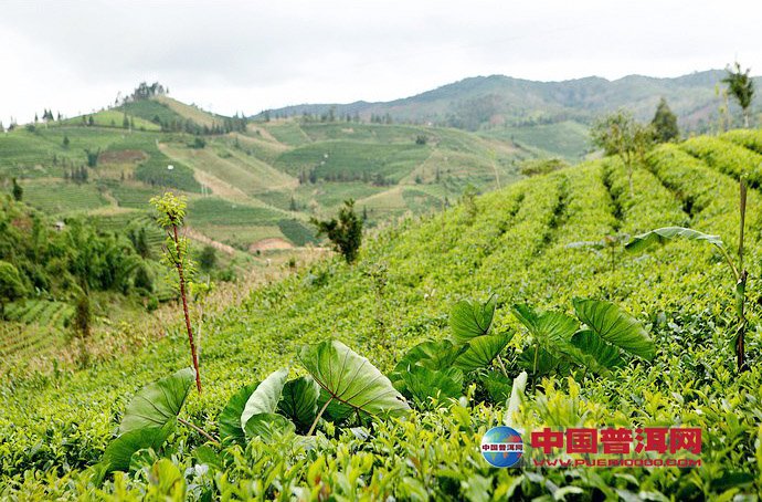 普洱茶