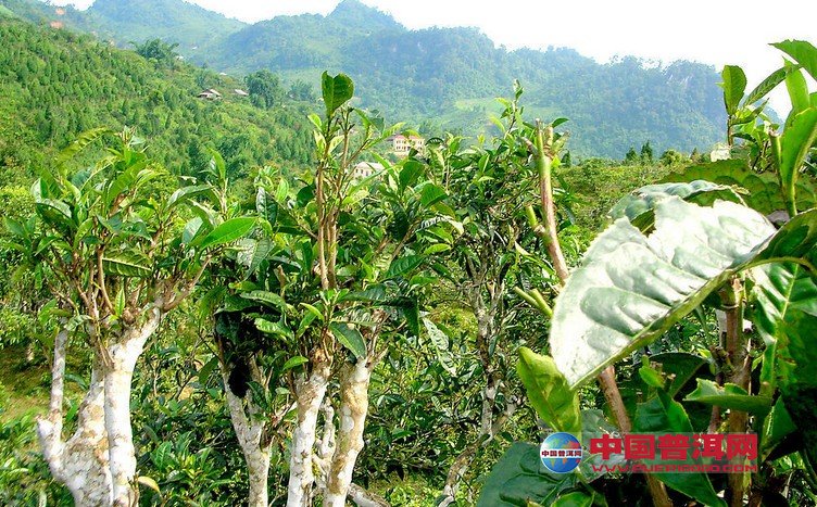 普洱茶