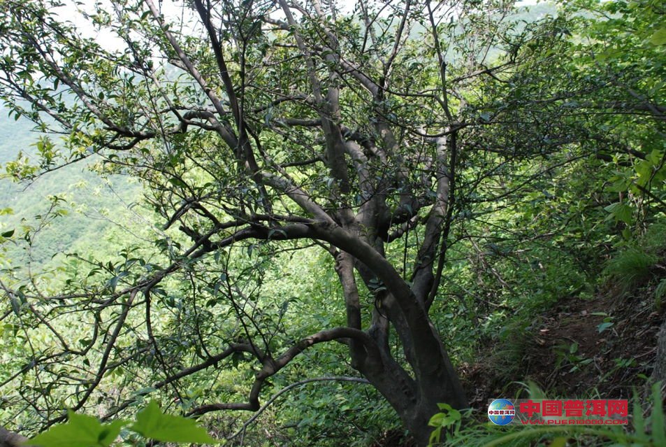 普洱茶