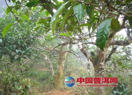 普洱茶