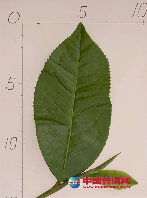 普洱茶
