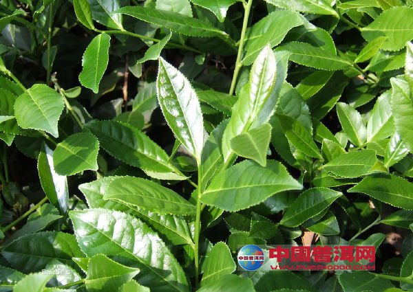 <u><a href='http://www.puer10000.com/puerzhishi/32854.html' target='_blank'>ն<u><a href='http://www.puer10000.com/puerzhishi/100997.html' target='_blank'></a></u></a></u>