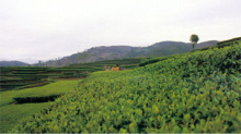 <u><a href='http://www.puer10000.com/puerzhishi/32854.html' target='_blank'>ն<u><a href='http://www.puer10000.com/puerzhishi/100997.html' target='_blank'></a></u></a></u>