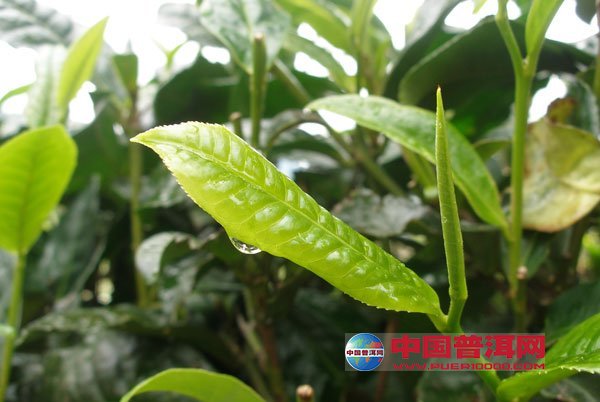 <u><a href='http://www.puer10000.com/puerzhishi/32854.html' target='_blank'>ն<u><a href='http://www.puer10000.com/puerzhishi/100997.html' target='_blank'></a></u></a></u>