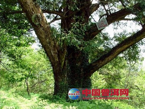 <u><a href='http://www.puer10000.com/puerzhishi/32854.html' target='_blank'>普洱<u><a href='http://www.puer10000.com/puerzhishi/100997.html' target='_blank'>茶</a></u></a></u>
