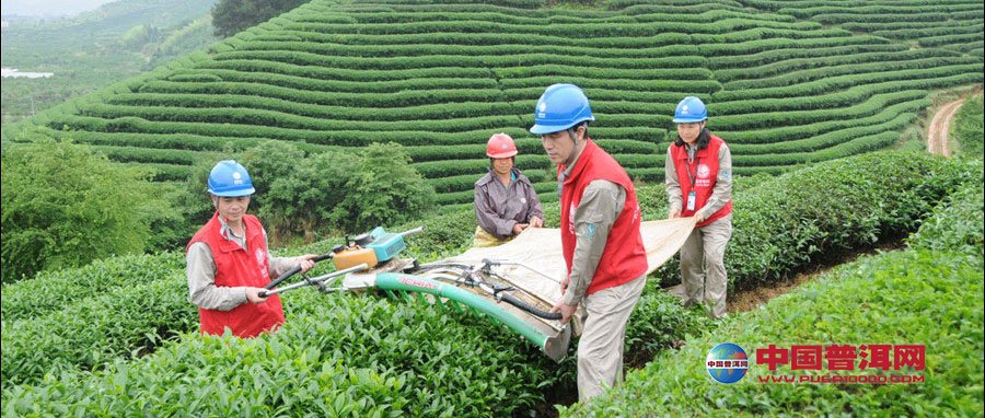 普洱茶