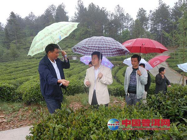 普洱茶