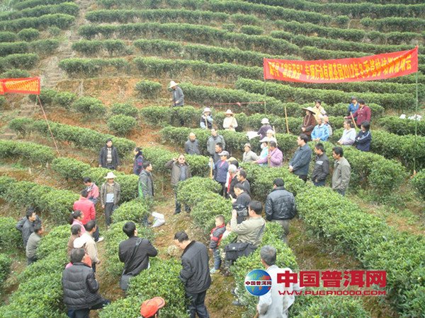 普洱茶