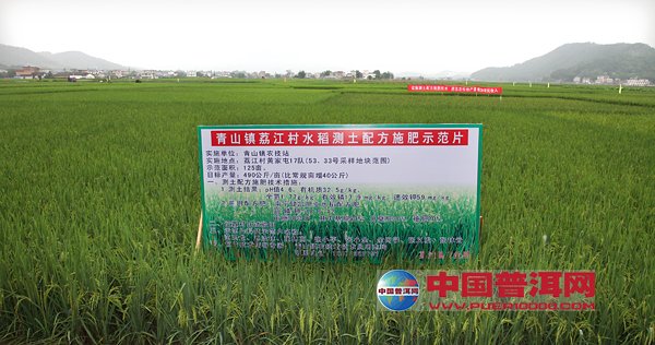 普洱茶