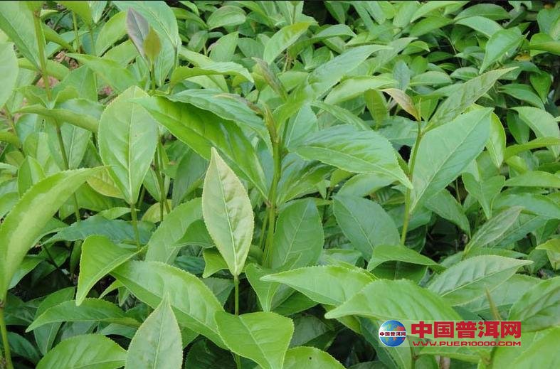 普洱茶