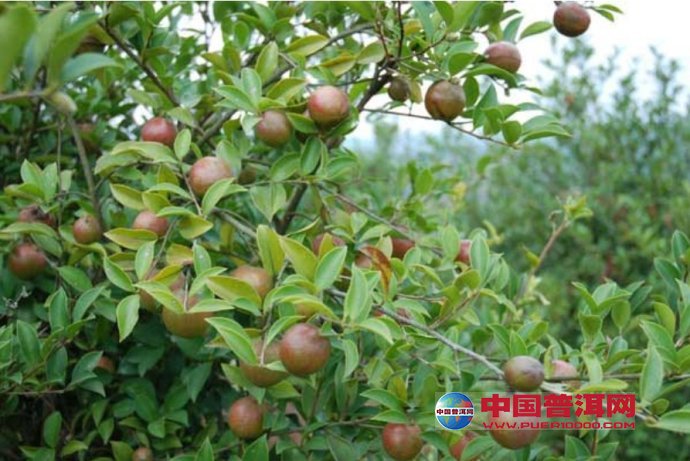<u><a href='http://www.puer10000.com/puerzhishi/32854.html' target='_blank'>普洱<u><a href='http://www.puer10000.com/puerzhishi/100997.html' target='_blank'>茶</a></u></a></u>