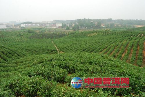 普洱茶