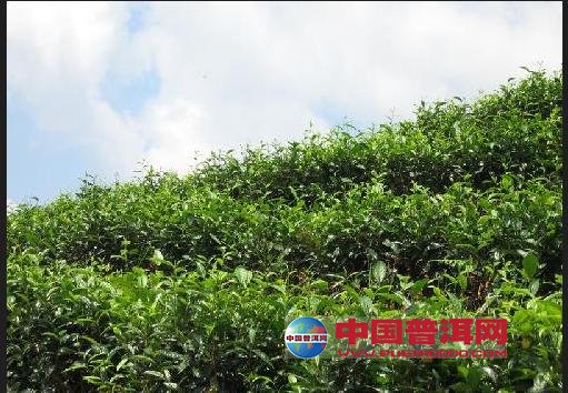 普洱茶
