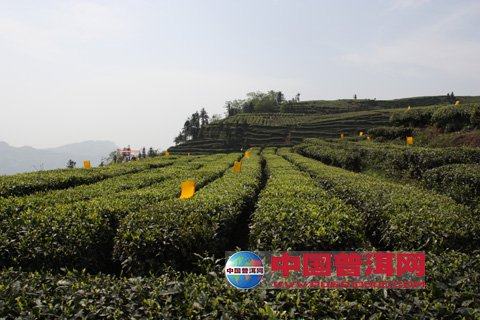 普洱茶