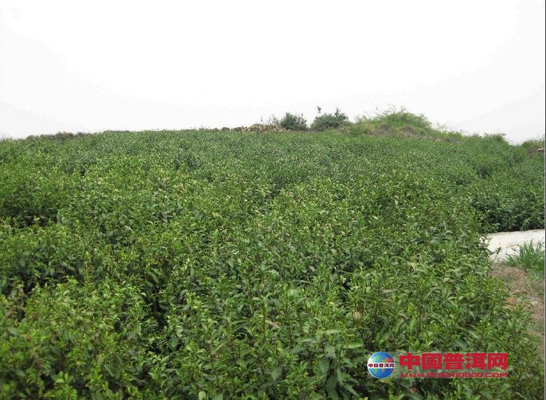 <u><a href='http://www.puer10000.com/puerzhishi/32854.html' target='_blank'>普洱<u><a href='http://www.puer10000.com/puerzhishi/100997.html' target='_blank'>茶</a></u></a></u>