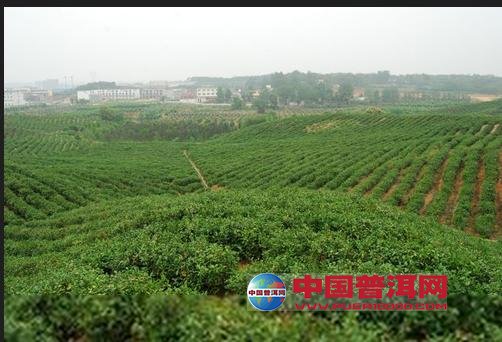 普洱茶