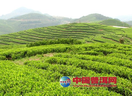 普洱茶