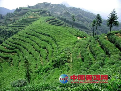 普洱茶