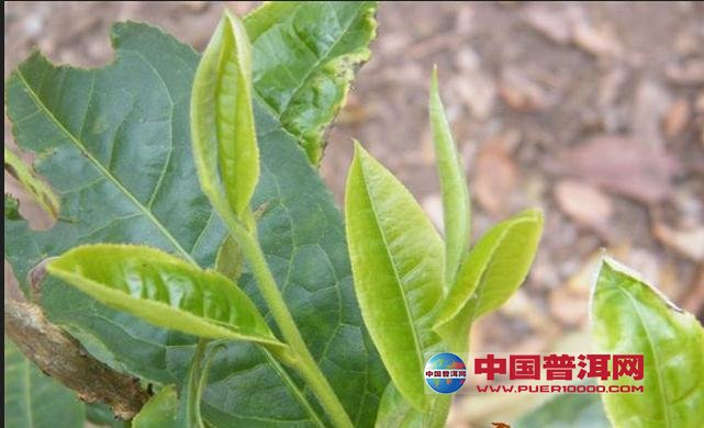 普洱茶
