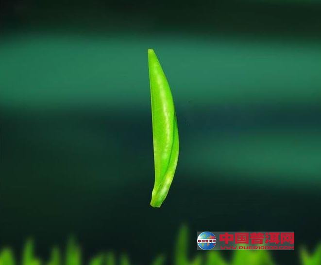 <u><a href='http://www.puer10000.com/puerzhishi/32854.html' target='_blank'>ն<u><a href='http://www.puer10000.com/puerzhishi/100997.html' target='_blank'></a></u></a></u>