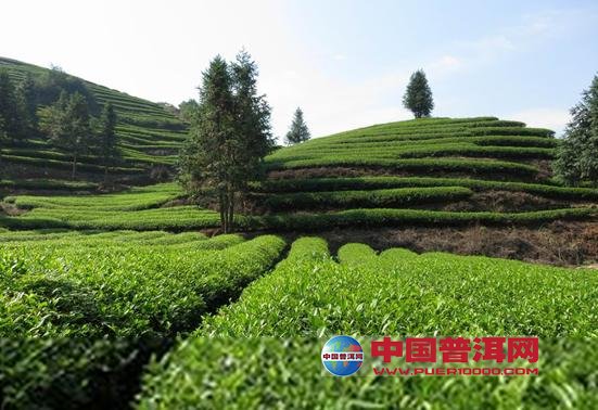 <u><a href='http://www.puer10000.com/puerzhishi/32854.html' target='_blank'>ն<u><a href='http://www.puer10000.com/puerzhishi/100997.html' target='_blank'></a></u></a></u>