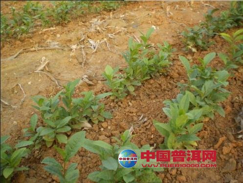 <u><a href='http://www.puer10000.com/puerzhishi/32854.html' target='_blank'>普洱<u><a href='http://www.puer10000.com/puerzhishi/100997.html' target='_blank'>茶</a></u></a></u>