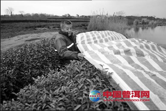普洱茶