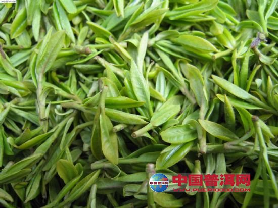 普洱茶