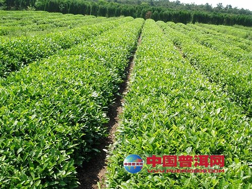 普洱茶