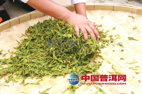 普洱茶