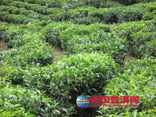 普洱茶
