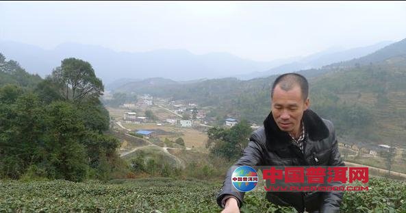 普洱茶