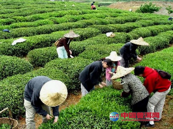 <u><a href='http://www.puer10000.com/puerzhishi/32854.html' target='_blank'>普洱<u><a href='http://www.puer10000.com/puerzhishi/100997.html' target='_blank'>茶</a></u></a></u>