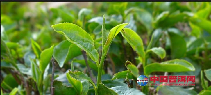 普洱茶