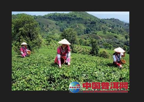 普洱茶