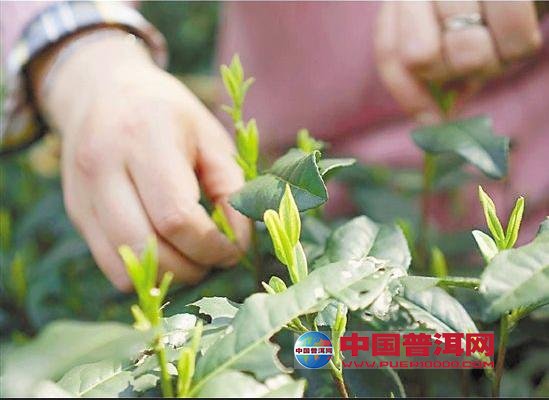 普洱茶