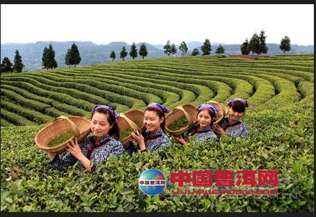 普洱茶