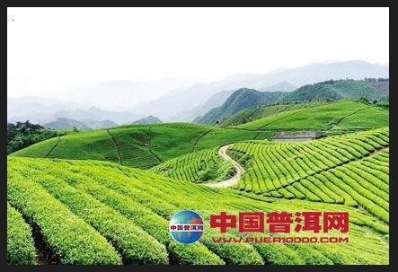 普洱茶