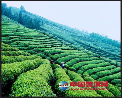 普洱茶
