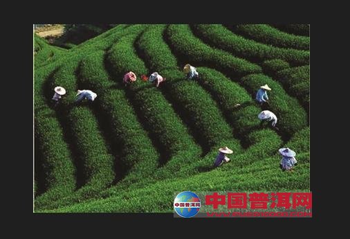 普洱茶