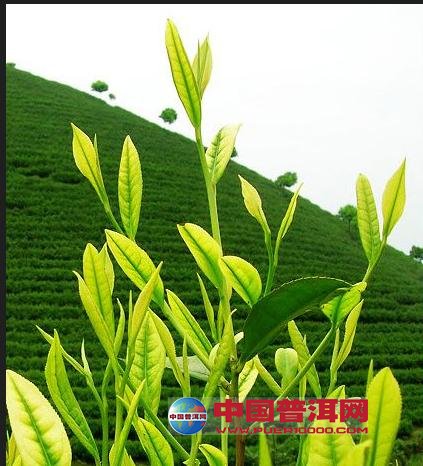 普洱茶