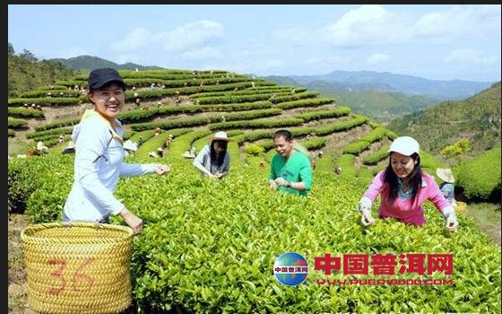 普洱茶