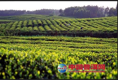 普洱茶