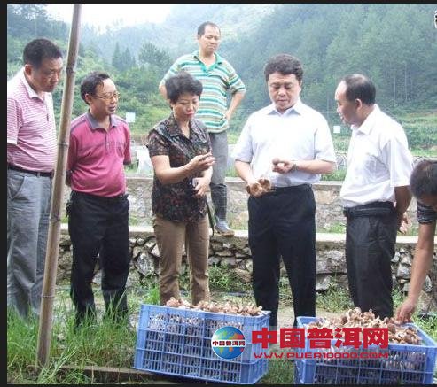 普洱茶