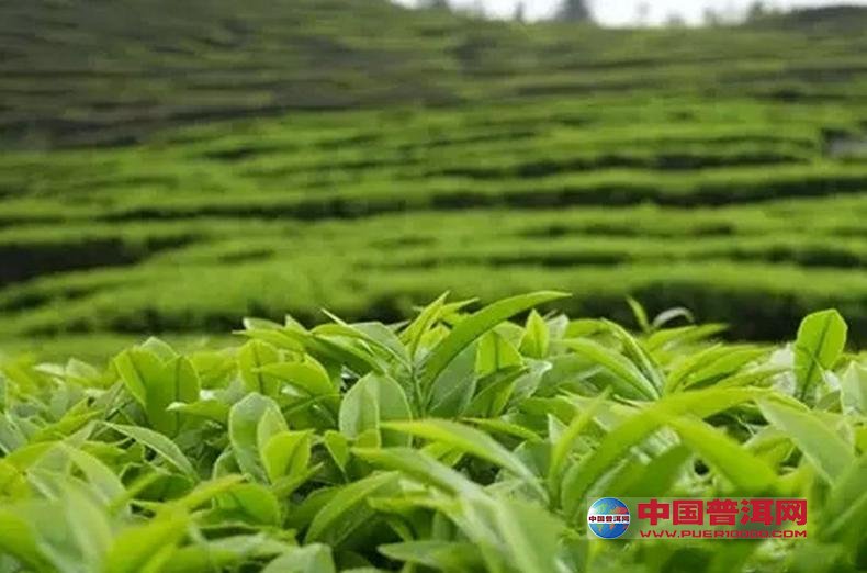 普洱茶