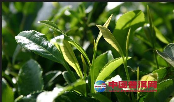 普洱茶